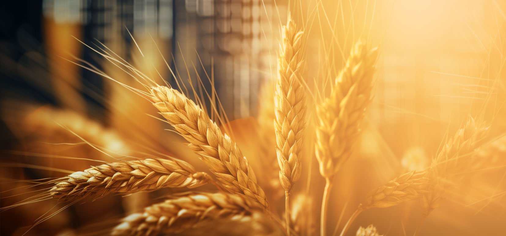 Торговля пшеницей: полное руководство для начинающих